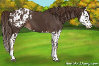 Horse Color:Liver Chestnut Sabino Splash Appaloosa and Liver Chestnut Sabino Splash Appaloosa