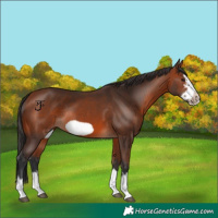 Horse Color:Bay Splash Frame Rabicano