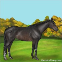 Horse Color:Brown  and Brown 