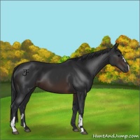 Horse Color:Brown  and Brown 