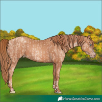 Horse Color:Gold Champagne Pearl Rabicano and Gold Champagne Rabicano
