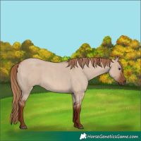 Horse Color:Red Dun Roan 