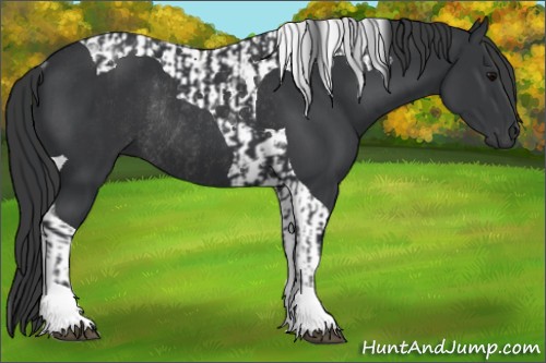 Horse Color:Black Tobiano Rabicano  and Black Tobiano Rabicano 