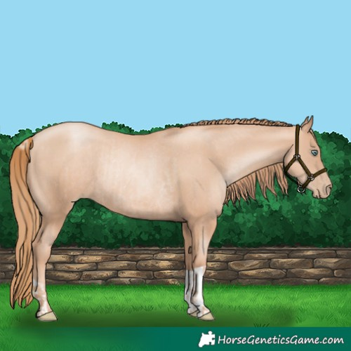 Horse Color:Gold Champagne Pearl Rabicano and Gold Champagne Pearl Rabicano