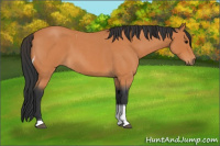 Horse Color:Bay Roan Tobiano