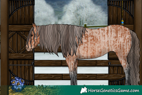 Horse Color:Bay Rabicano  and Bay Appaloosa Rabicano 