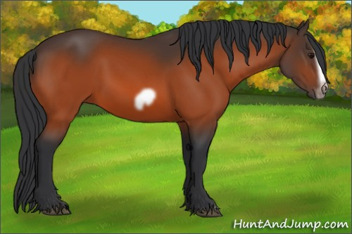 Horse Color:Bay Splash Frame Rabicano