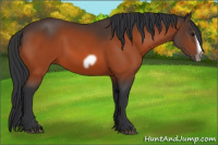Horse Color:Bay Splash Frame Rabicano