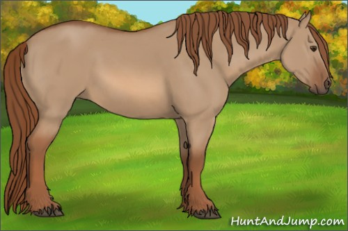 Horse Color:Red Dun 