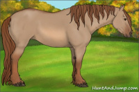 Horse Color:Red Dun 