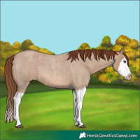 Horse Color:Red Dun Roan Splash Frame Rabicano 