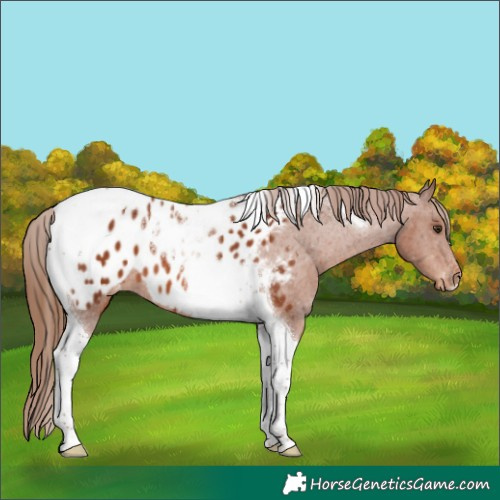 Horse Color:Chestnut Tobiano Appaloosa