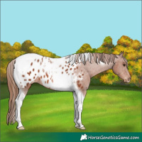 Horse Color:Chestnut Tobiano Appaloosa 