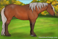Horse Color:Silver Bay  and Silver Bay 