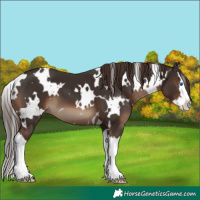 Horse Color:White Spotted Liver Chestnut Splash 