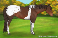 Horse Color:Liver Chestnut Tobiano Appaloosa