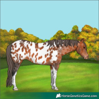 Horse Color:Bay Tobiano Appaloosa 