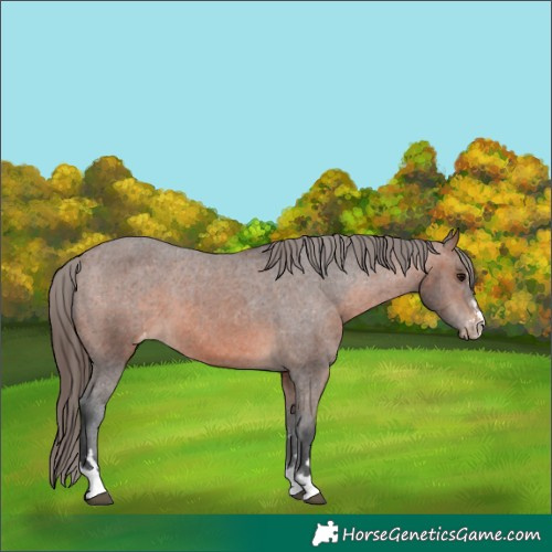 Horse Color:Bay Appaloosa  and Brown Appaloosa 
