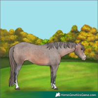 Horse Color:Bay Appaloosa  and Brown Appaloosa 