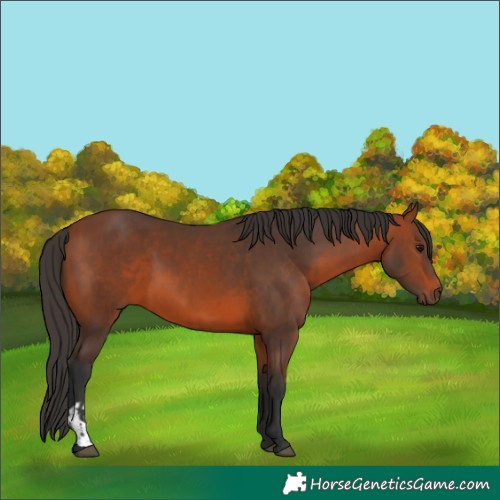 Horse Color:Bay and Bay