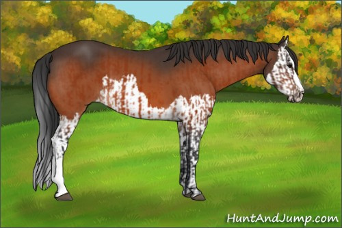 Horse Color:Bay  and Bay Splash 