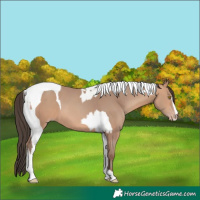 Horse Color:Amber Champagne  and Amber Champagne Tobiano 