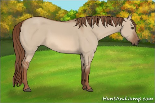 Horse Color:Unknown 
