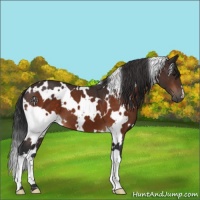 Horse Color:White Spotted Brown 