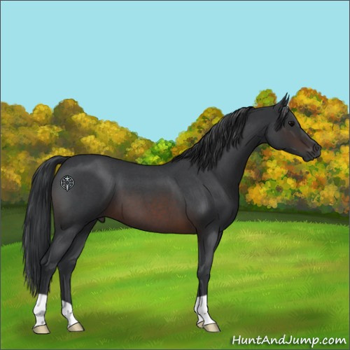 Horse Color:Brown Roan 