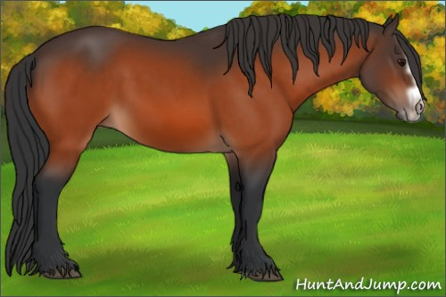 Horse Color:Bay Splash Frame Rabicano 