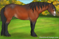 Horse Color:Bay Splash Frame Rabicano 