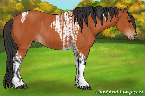 Horse Color:Bay Tobiano Rabicano and Bay Tobiano Rabicano