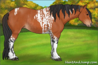 Horse Color:Bay Tobiano Rabicano and Bay Tobiano Rabicano