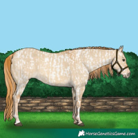 Horse Color:Red Dun Appaloosa and Red Dun