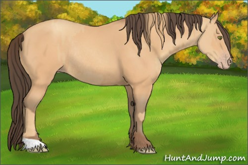 Horse Color:Gold Champagne Rabicano  and Amber Champagne Rabicano 