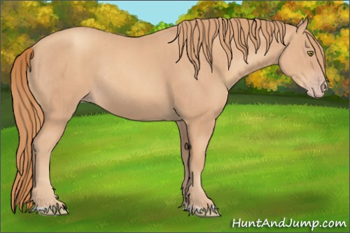 Horse Color:Gold Champagne Rabicano  and Gold Champagne Rabicano 