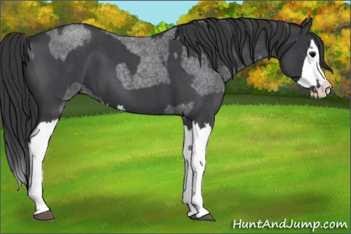 Horse Color:Blue Roan Splash  and Blue Roan Splash 