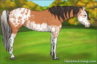 Horse Color:Bay Roan Appaloosa  and Bay Roan Splash Appaloosa 