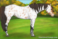 Horse Color:Bay Roan Near Leopard and Bay Roan Near Fewspot