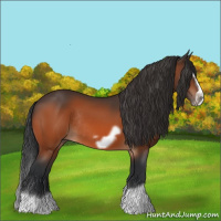 Horse Color:Bay Splash Frame Rabicano 