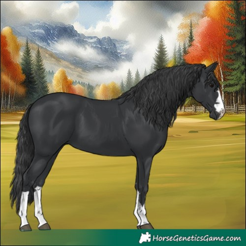 Horse Color:Black 