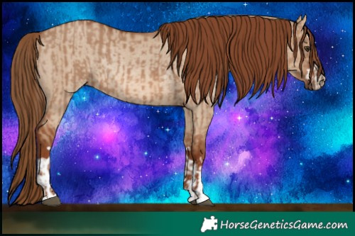 Horse Color:Red Dun  and Red Dun Rabicano 