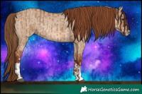 Horse Color:Red Dun  and Red Dun Rabicano 