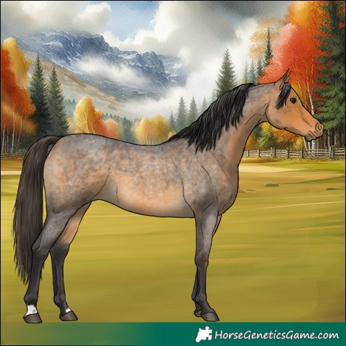 Horse Color:Buckskin Roan 