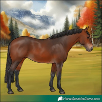 Horse Color:Bay 
