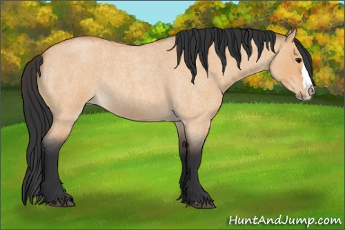 Horse Color:Bay Roan Dun Splash