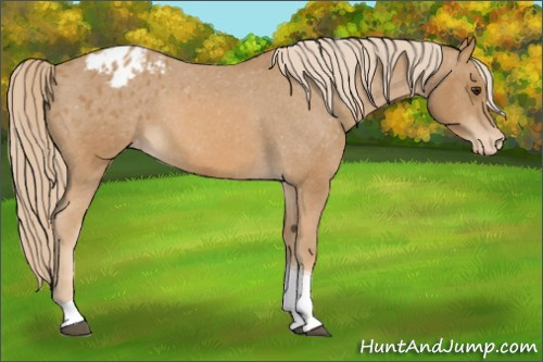 Horse Color:Chestnut Tobiano Appaloosa