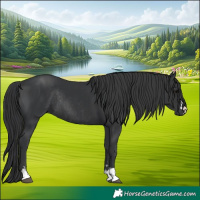 Horse Color:Black  and Black Rabicano 