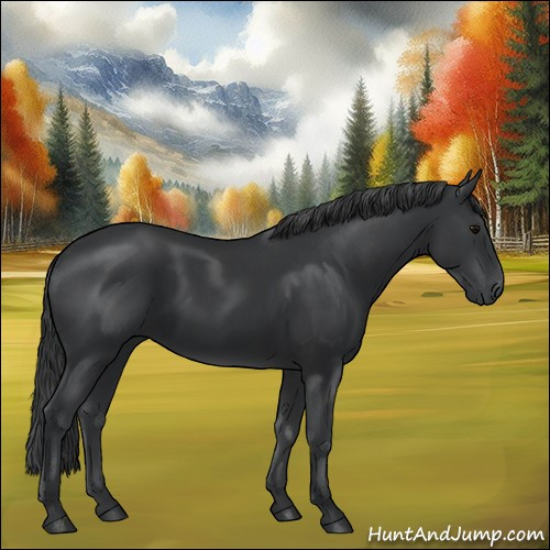 Horse Color:Black  and Black 