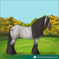 Horse Color:Smoky Grullo Roan